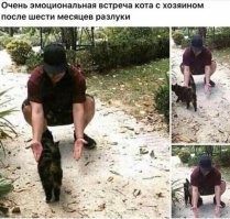 Красивые и милые котики