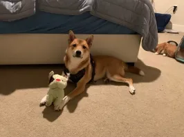 Кот на заднем плане бухой что-ли? Из переноски весь не вышел