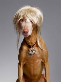 Жена, муж и подружки.