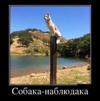 15 домашних животных, выбравших необычные места для отдыха