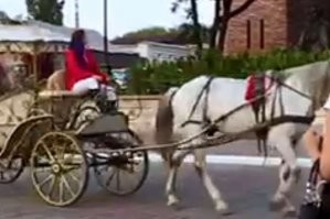 "ни одно животное не пострадало !!"

И это, вы называете "не пострадало"?

Кучер превратился в мышь. 
А лошадь вообще пропала!