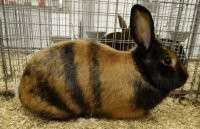 Тут не тигр, а шмеЛ))))