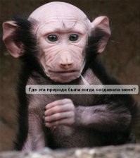 17 раз, когда природа была в ударе, создавая питомцев