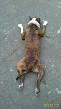 Вот это тигра ) Но на самом деле, по характеру, хомячок.
Моя прелесть.