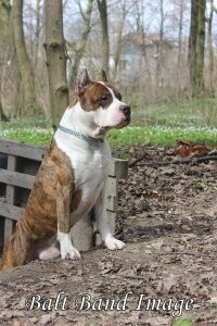 Вот это тигра ) Но на самом деле, по характеру, хомячок.
Моя прелесть.