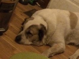 Дружил я с алабаем. К сожалению, эта собака теперь гуляет по радуге. Когда с ней играл, фантастически работала лапами.