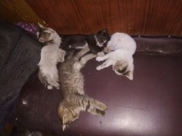 Вот этих,с моей работы,по одному переловили подкормленные шавки с соседней организации. Глупые,выходили на улицу,пока нас нет в цеху. Достал изониазид у знакомых(в аптеке уже х"й найдешь),купил в Светофоре банку корма и отравил нахер, к сожалению не всех.