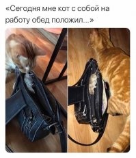 15 питомцев, которые приносят хозяевам всё что угодно, но только не тапочки