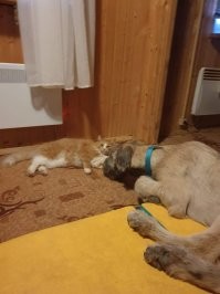 У меня был ирландский волкодав, и лучшим другом на конюшне у него был местный кот Ржавый. Чуваки все делали вместе: играли, спали, ели, гуляли, дурачились. К сожалению, в начале года ирландец ушёл, не пережил операции на позвоночнике. Ржавый места себе не находил, не вылезал из нашего домика, как бы постоянно спрашивая, где его кореш. Ответить ему было нечего. 
Сейчас у нас новая новая личинка волкодава, четыре месяца от роду, дурачина ещё совсем. Но угадайте, кто теперь его лучший друг?))