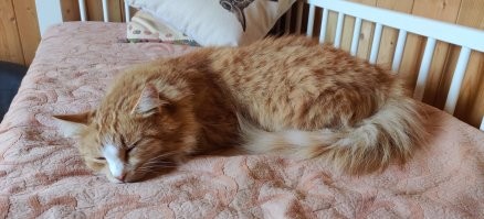 Это ракурс такой, плюс он очень пушистый. Их тут кормят просто для галочки, они практически на полном самообеспечении. А мышей и птиц он нам и так периодически в дом таскает, видимо считает нас хреновыми охотниками)