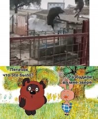 Гифки