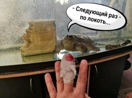 Судя по обгрызенному кирпичу - черепаху в суп, пока не вылезла.