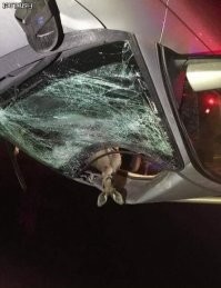 Братан, это же Австралия!