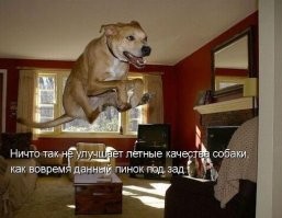 Собака сорвала футбольный матч премьер-лиги в Боснии