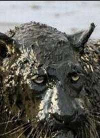 На Розенбаума похож