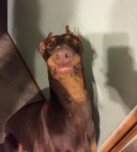 Прикольная подборка фото про трусливых Собак