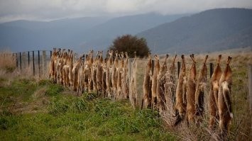 -"Да и в Мельбурне динго по городу не бегают."-
-всё верно,не бегают. 
Методика борьбы с бродячими собаками в Австралии включает, помимо отстрела, отравленные приманки, капканы, механические устройства начиненные ядами. Не летальные методы воздействия (ограждения, отпугивание) применяются только в сочетании с летальными. Тем не менее, даже при использовании всего этого арсенала средств, борьба с бродячими собаками считается в Австралии чрезвычайно трудной задачей. 
Отравленные приманки. Отравленные приманки могут быть изготовлены из мяса или субпродуктов (кенгуру, крупный рогатый скот, конина). Также можно приобрести изготовленные промышленным способом приманки (такие как DOGGONE® или De-K9®).
     Натрий фторацетат (или «1080») - в настоящее время единственный легальный яд, который используется для контроля за численностью безнадзорных собак.
     Недавно разработан новый яд "PAPP" (пара-аминопропифенон), он в настоящее время проходит процедуру регистрации. Ожидается, что PAPP-приманки будут разрешены к применению для контроля за бродячими собаками и лисами в 2013 году. Таким образом, доступными средствами в будущем должны стать и 1080, и PAPP. Стрихнин, который был какое-то время разрешен к применению в приманках в Австралии, сейчас – под запретом.
     Отражатели. Отражатель – маленькое цилиндрическое устройство, которое закапывается в землю, а на поверхности остаётся только головка-приманка, содержащая капсулы с ядом. По размеру она, как мяч для гольфа. Когда животное начинает вытягивать приманку, яд выстреливает ему в рот. Отражатель может выстрелить только один раз.
Ловушки. Капканы для ног используются для поимки животных живыми с целью их дальнейшей эвтаназии, которая проводится обычно методом отстрела. Диапазон различных типов ловушек широк, но не все разрешены к применению по закону. Наиболее гуманные и эффективные капканы получили название «мягкий отлов». К ним относят «Джеки», «Викторы», или «Мосты». Каждый из перечисленных капканов имеет разные механизмы действия, которые применимы в различных ситуациях. Профессиональные капканы для бродячих собак сейчас доступны для использования во многих районах после заключения контракта.
     Отстрел. Применение оружия допустимо землевладельцами, профессиональными контролерами численности бродячих животных или группами охотников, отстреливающих диких собак безопасно и гуманно, в соответствие с действующими законами и правилами охоты.
В обязанности овцеводов Австралии входит отстрел собак динго.

Австралия уже не раз показала свою адекватную политику по защите своих людей-от отстрела собак до укорота радикальным мусульманам.