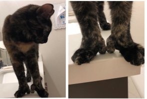 Это чтоб вот так делать -