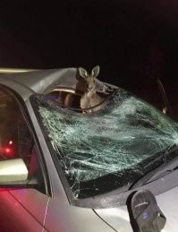 Удивительный случай на австралийской дороге