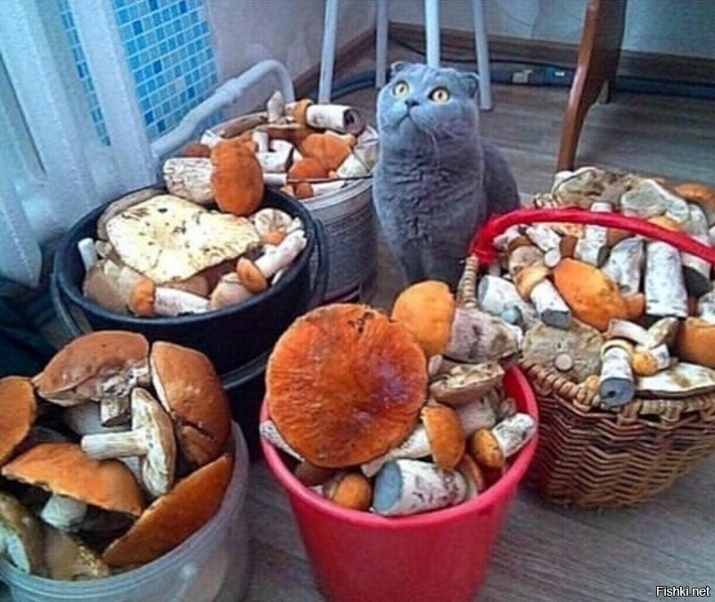 в третий раз спрашиваю … рыба где ?