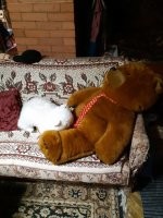 Какая акула?