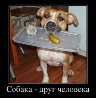 15 питомцев, которые приносят хозяевам всё что угодно, но только не тапочки