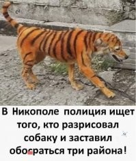 В Приморье грибникам пришлось отсиживаться на дереве, пока по лесу бродил тигр