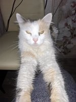 Забавные и милые котейки