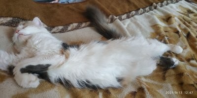 Забавные и милые котейки