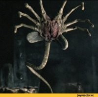 Это лицехват:


А это яйцехват: