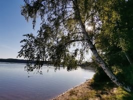 Этим летом собирал сливы в одной из заброшенных деревень в 25 км от вышеупомянутого Велижа. Вот это я вам скажу урожай, как гроздья винограда! Места здесь дивные, все детство прошло в дер. Селезни. На фото озеро Сапшо, лошадь Пржевальского, слияние рек Западная Двина и Межа. Места силы!