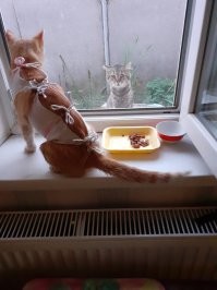 17 раз, когда хвостатые оказались слишком эмоциональными  