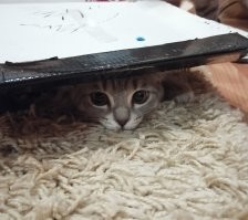 Киса хочет поиграть!