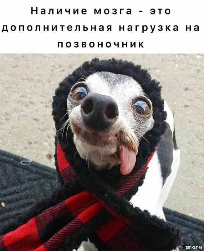 Эту шавку не зря назвали Михуилом.