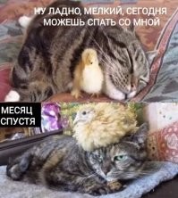 Так себе картинки, и с позитивом и с кислинкой