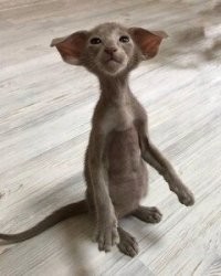 Вот этот главный в коллекции.