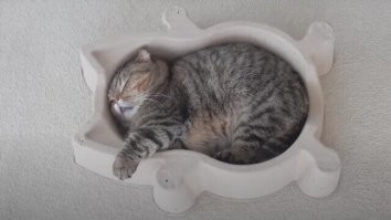 20+ любопытных котов, которых обнаружили там, где они быть не должны