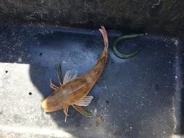 Петушок :) мало того что пищит а как он сопротивляется , это не рыбалка это сказка , а вот самое интересное когда его разделываешь лучше брать топор или мачете , с обычным ножом делать не хер . Вот фото с последней рыбалки . Мясо кстати сладкое чем то похоже на краба . Хотел в субботу в море но у жены на меня другие планы