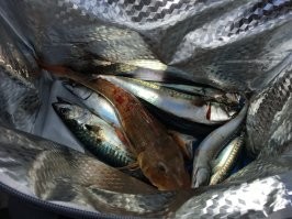 Петушок :) мало того что пищит а как он сопротивляется , это не рыбалка это сказка , а вот самое интересное когда его разделываешь лучше брать топор или мачете , с обычным ножом делать не хер . Вот фото с последней рыбалки . Мясо кстати сладкое чем то похоже на краба . Хотел в субботу в море но у жены на меня другие планы