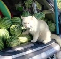 -арбузов продаете?
- нее, сторожу...