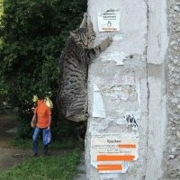 Что это с мужиком в красной рубашке?