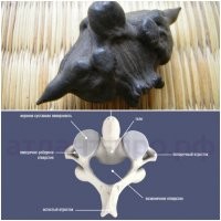 Второй позвонок больше напомнил, чем  быка)