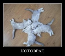 Забавные и милые котейки