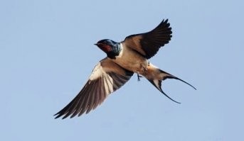 «Злейшие враги моржей это белый медведь на суше, касатки в воде и чукча в чуме». Касатки – злейшие враги в воздухе.