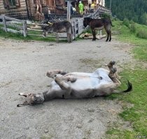 20+ чудесных фото осликов, которые показывают, какие они милые животные
