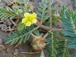 Из ноги ты вытаскивал якорцы. Почвопокровное растение.