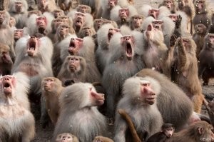 Сборная России вроде такая по борьбе?