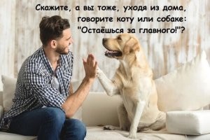 У нас кот и кошка. И да, когда мы уходим то всегда говорим куда уходим и что скоро будем))))