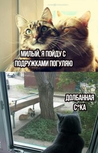 Курица удивила петуха необычными детенышами