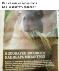 Рифмы из соцсетей